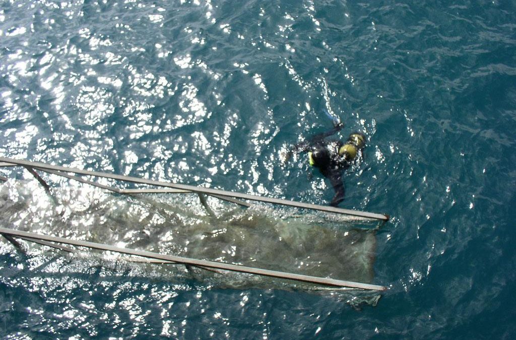 DIVING 10